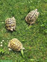 Griechische Landschildkröten zu verkaufen