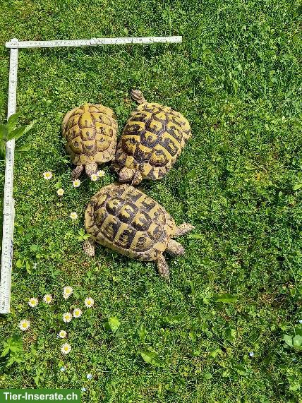 Bild 2: Griechische Landschildkröten zu verkaufen