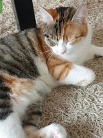 Trächtige Katze sucht dringend liebevollen Platz