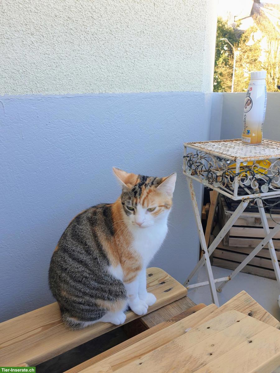 Bild 2: Trächtige Katze sucht dringend liebevollen Platz