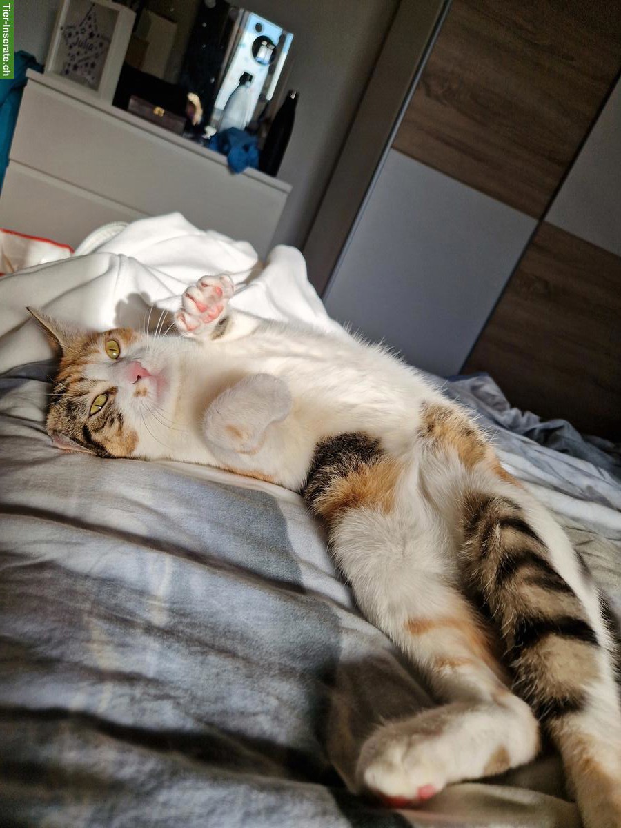 Bild 3: Trächtige Katze sucht dringend liebevollen Platz