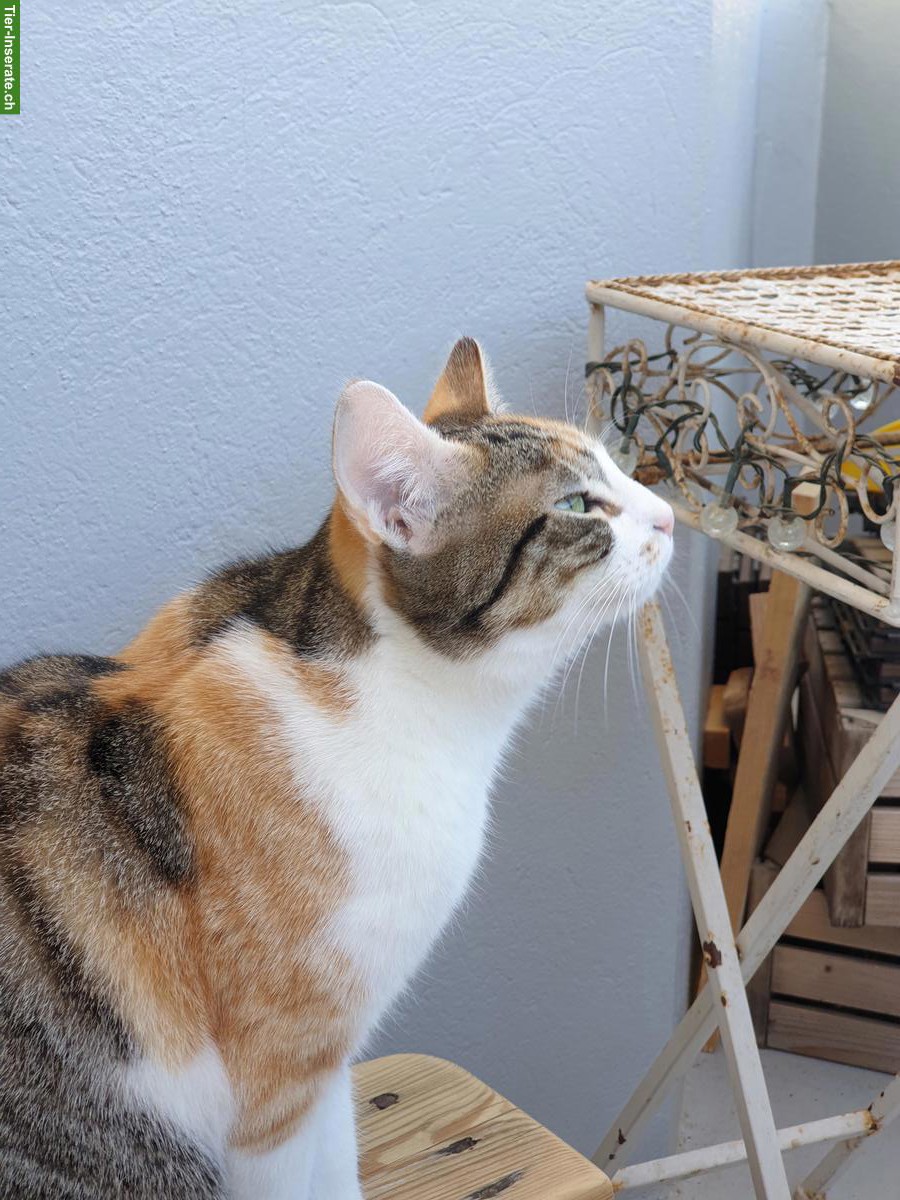 Bild 4: Trächtige Katze sucht dringend liebevollen Platz