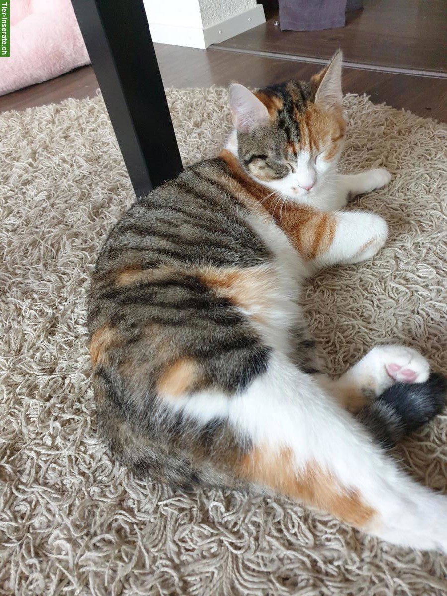 Bild 5: Trächtige Katze sucht dringend liebevollen Platz