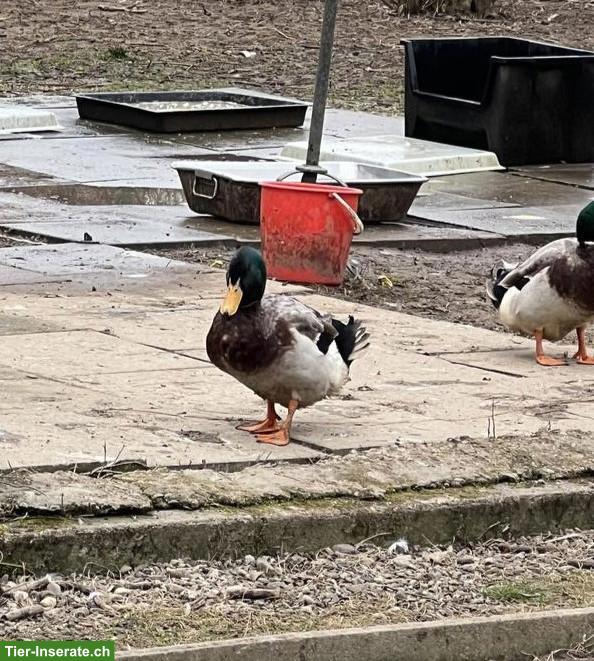 Junge Rouen Clair Erpel