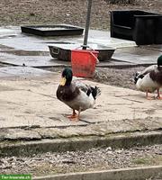 Junge Rouen Clair Erpel