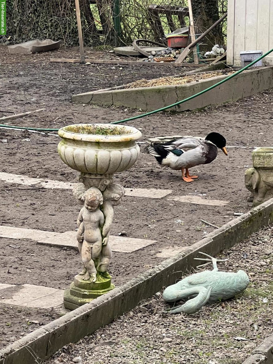 Bild 2: Junge Rouen Clair Erpel