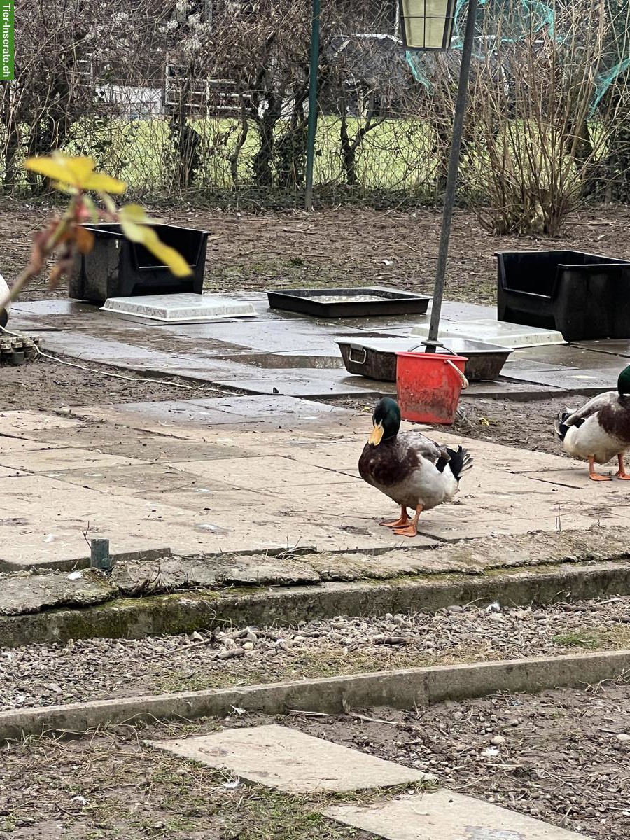 Bild 3: Junge Rouen Clair Erpel