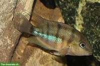 Cryptoheros cutteri / Weinrotflossiger Buntbarsch