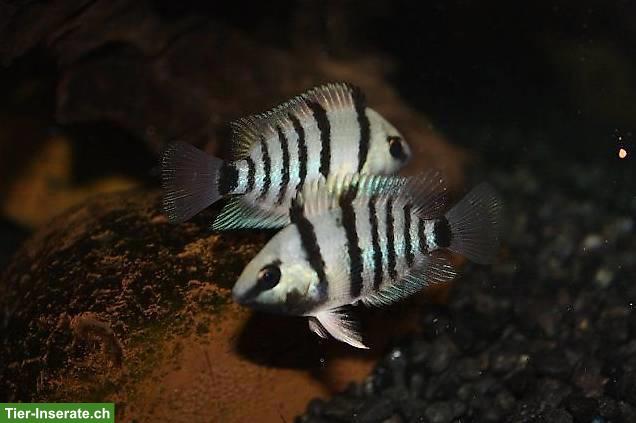 Bild 2: Cryptoheros cutteri / Weinrotflossiger Buntbarsch