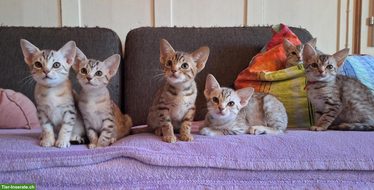 Ocicat Kitten, Kater, chocolate silber getupft