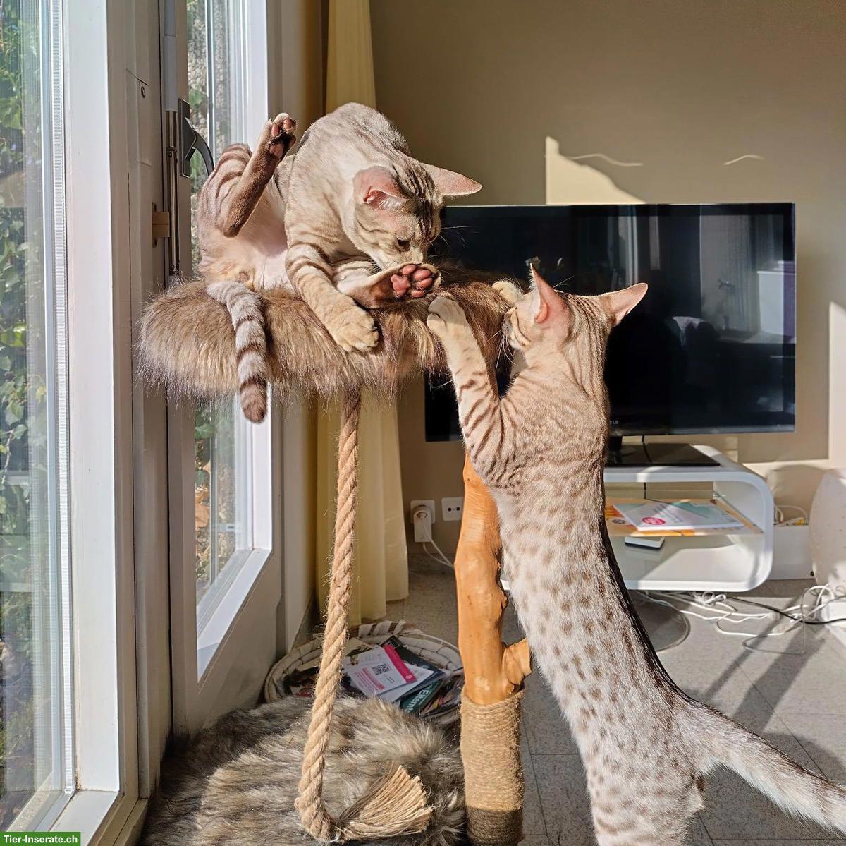 2 Ocicat Kater suchen gemeinsames Zuhause mit Freigang / Garten