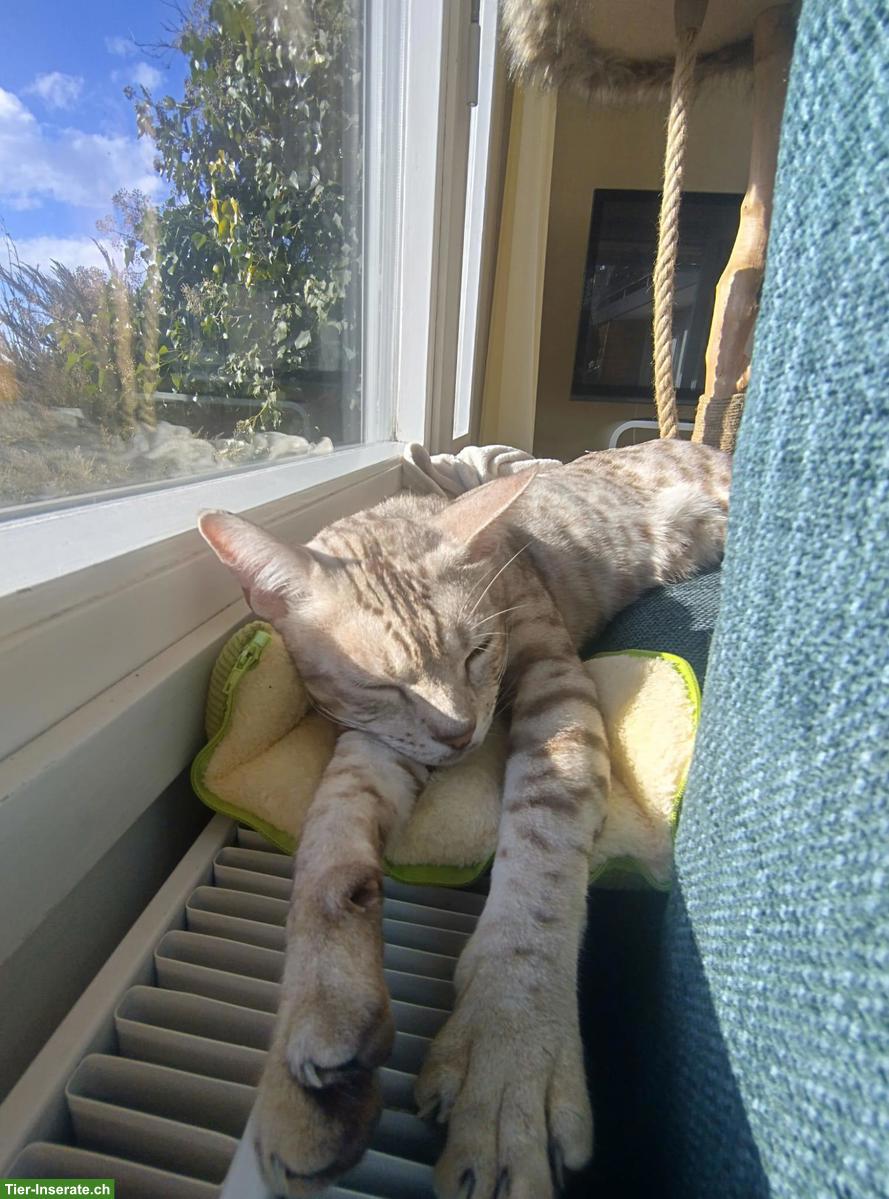 Bild 3: 2 Ocicat Kater suchen gemeinsames Zuhause mit Freigang / Garten
