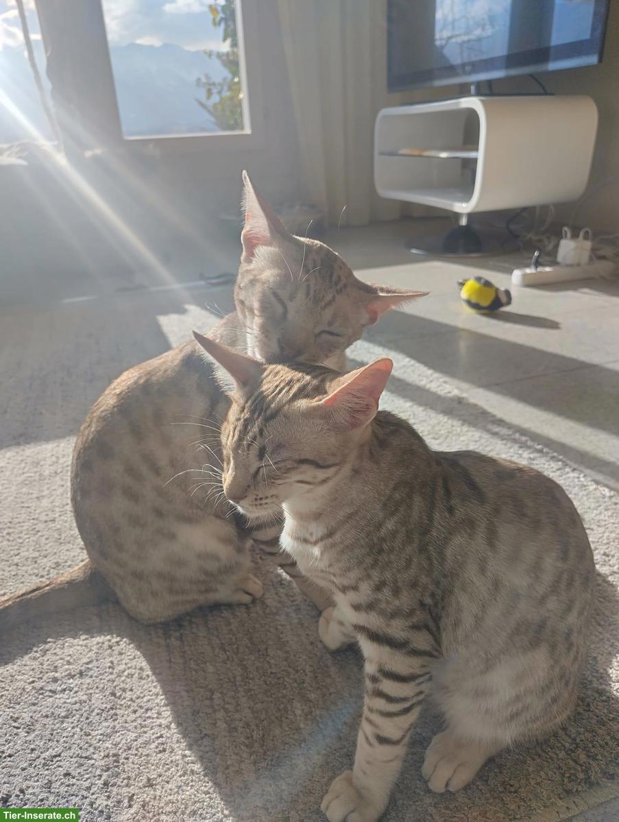 Bild 4: 2 Ocicat Kater suchen gemeinsames Zuhause mit Freigang / Garten