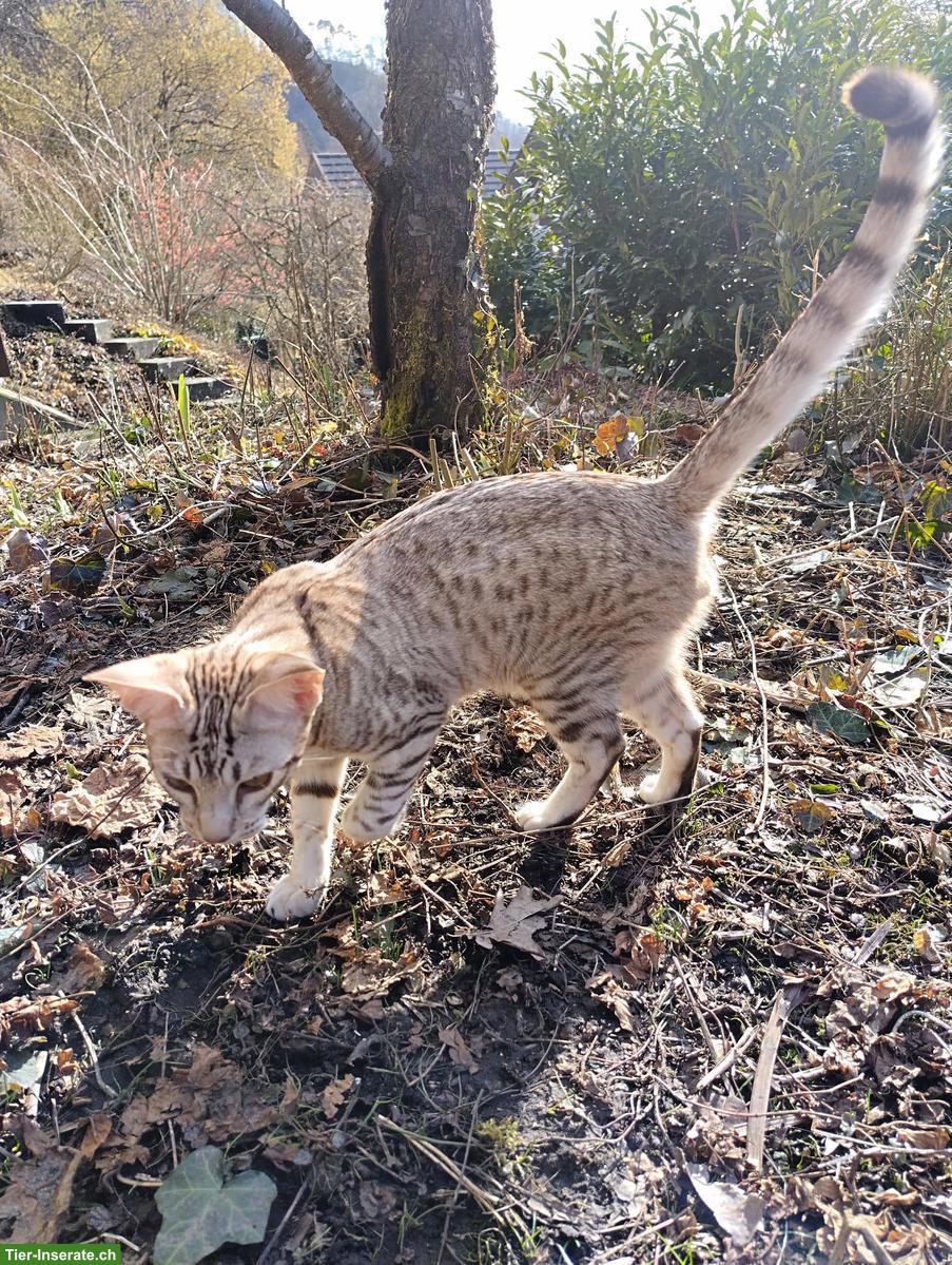 Bild 5: 2 Ocicat Kater suchen gemeinsames Zuhause mit Freigang / Garten