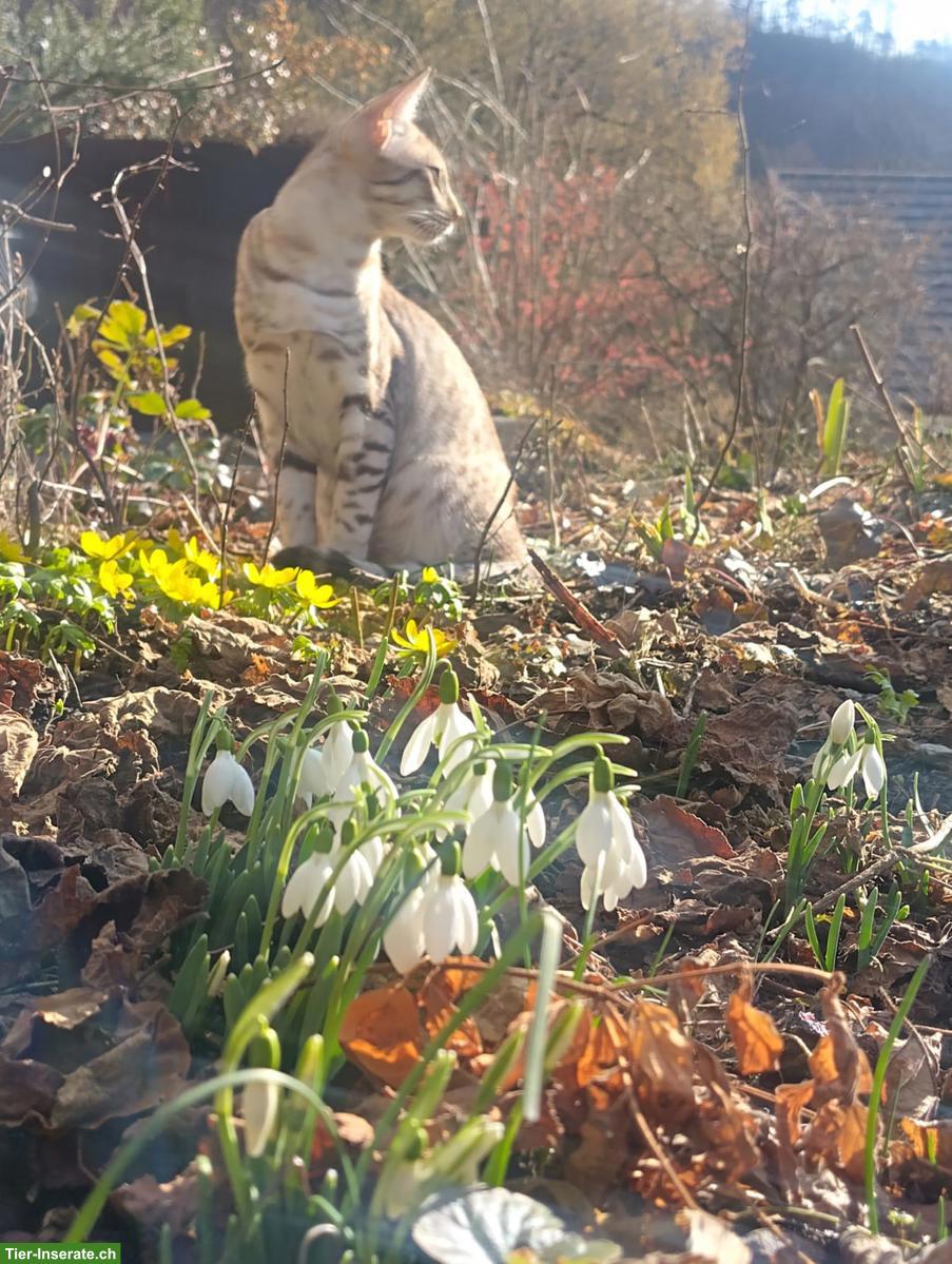 Bild 6: 2 Ocicat Kater suchen gemeinsames Zuhause mit Freigang / Garten