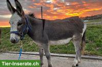 Eselstute, 11-jährig & Eselhengst, 3-jährig