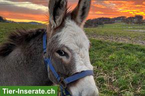 Bild 2: Eselstute, 11-jährig & Eselhengst, 3-jährig