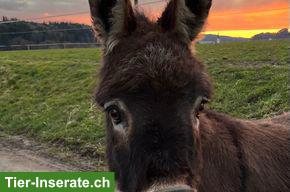 Bild 3: Eselstute, 11-jährig & Eselhengst, 3-jährig