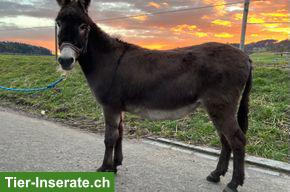 Bild 4: Eselstute, 11-jährig & Eselhengst, 3-jährig