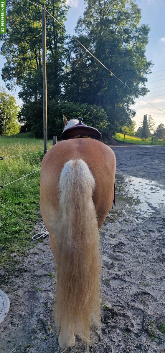 Bild 2: Deuber & Partner Westernsattel für Kleinpferde, 17.5 Zoll