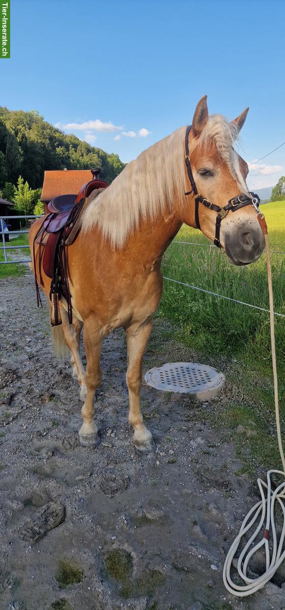 Bild 6: Deuber & Partner Westernsattel für Kleinpferde, 17.5 Zoll