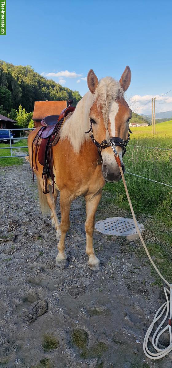 Bild 7: Deuber & Partner Westernsattel für Kleinpferde, 17.5 Zoll