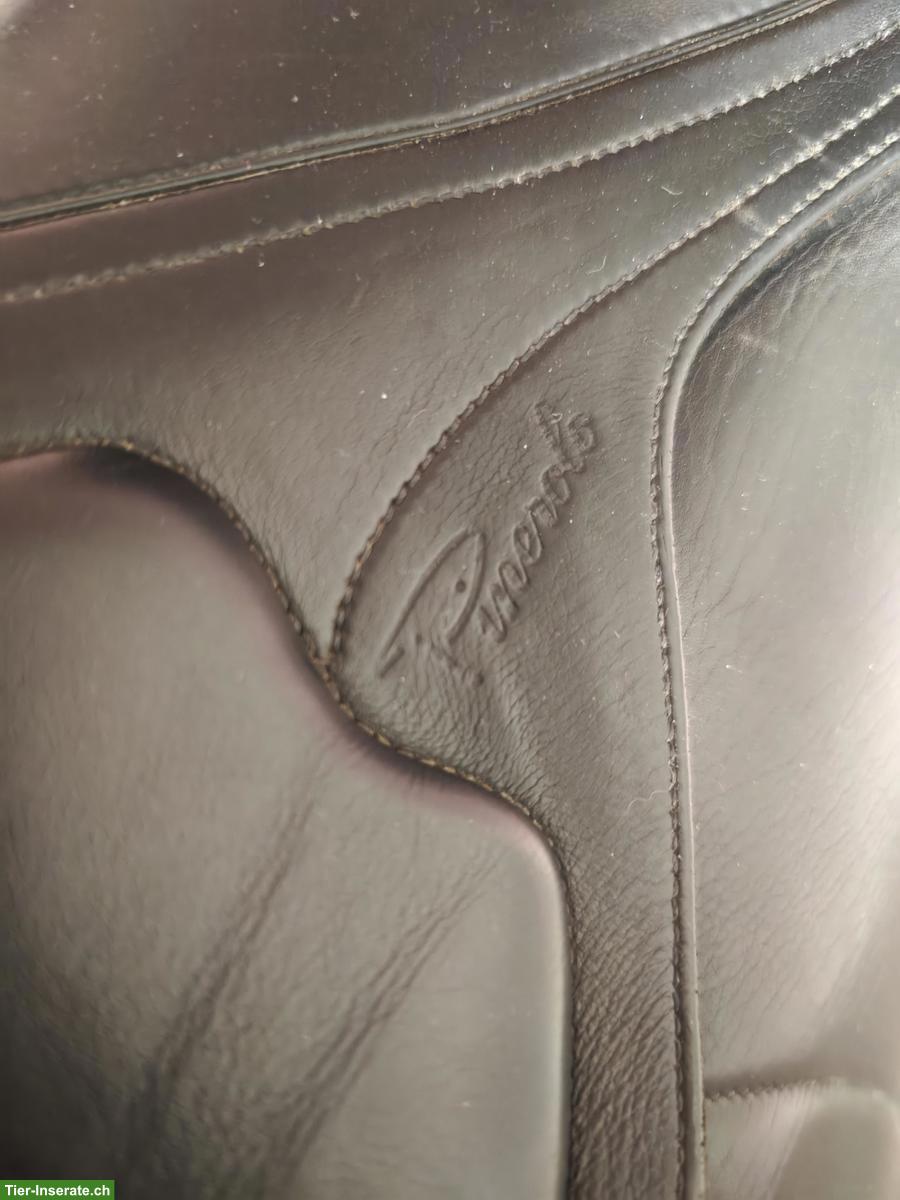 Bild 7: Amerigo Pinerolo VSD 17.5 Zoll, BREIT (M+3.5), Freiberger/Kaltblut