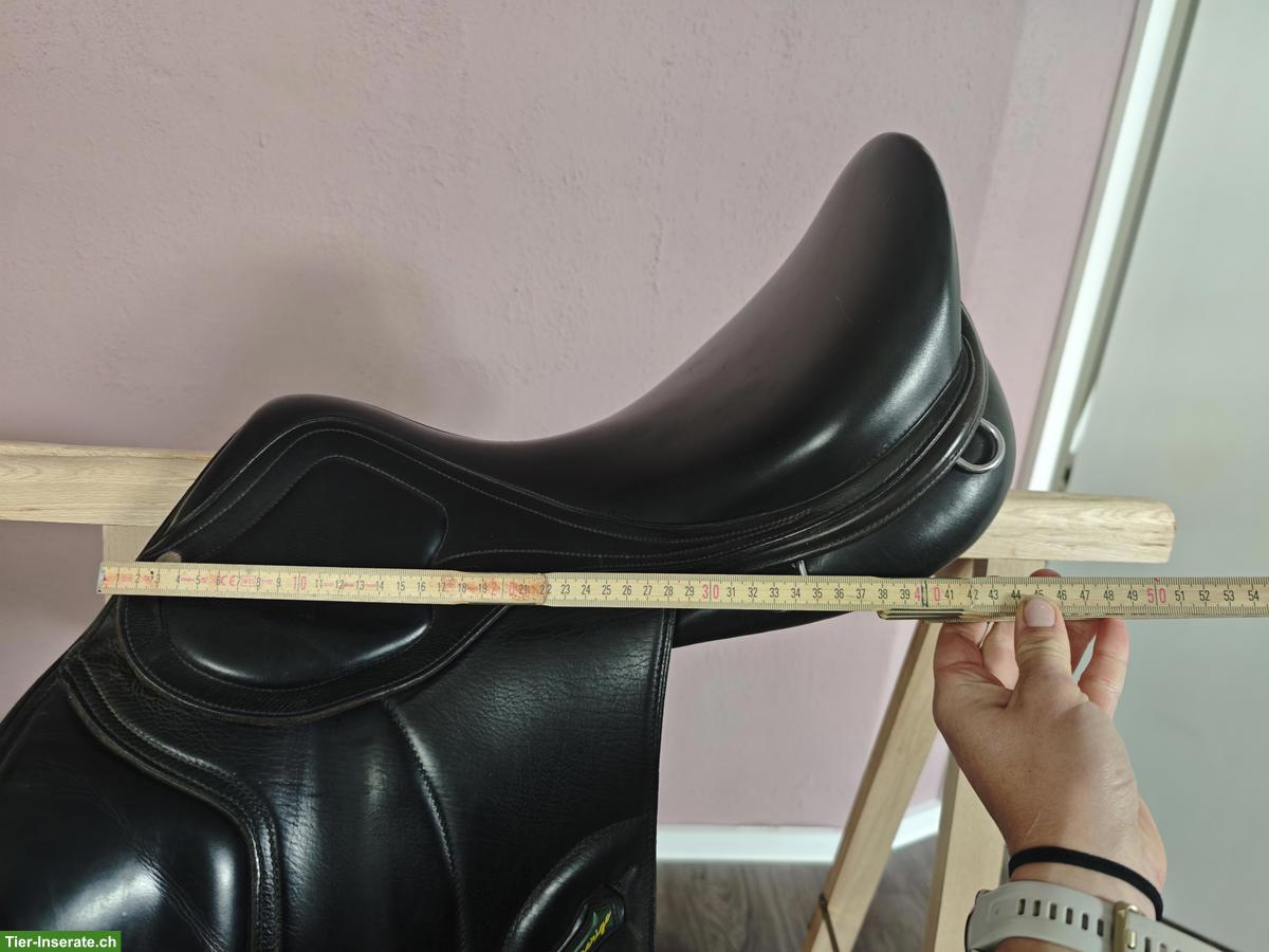 Bild 8: Amerigo Pinerolo VSD 17.5 Zoll, BREIT (M+3.5), Freiberger/Kaltblut