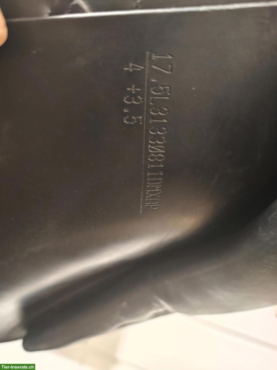 Bild 9: Amerigo Pinerolo VSD 17.5 Zoll, BREIT (M+3.5), Freiberger/Kaltblut