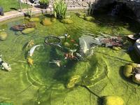 11 Kois Teichfische suchen ein neues Zuhause