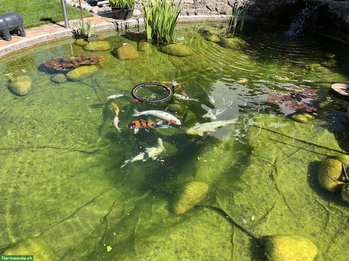 Bild 2: 11 Kois Teichfische suchen ein neues Zuhause