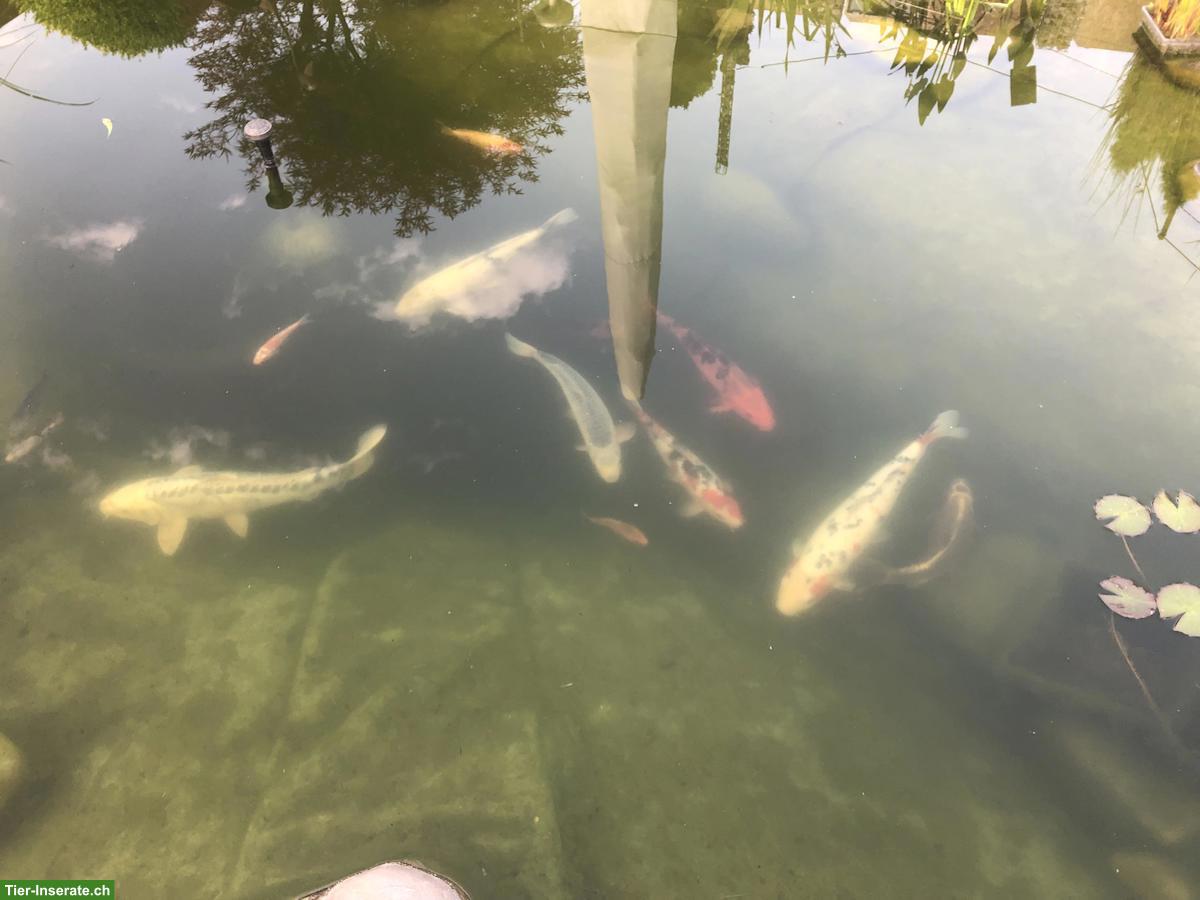 Bild 3: 11 Kois Teichfische suchen ein neues Zuhause
