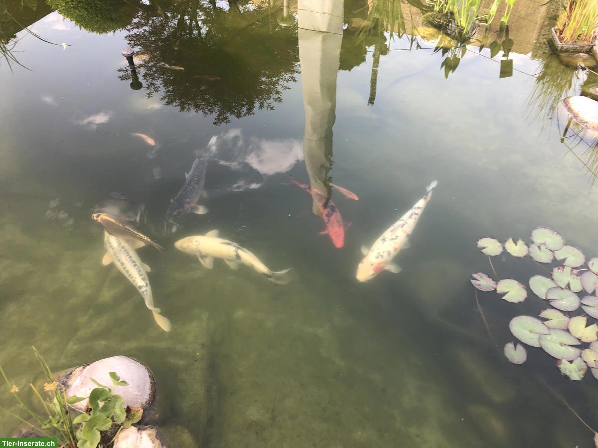 Bild 4: 11 Kois Teichfische suchen ein neues Zuhause