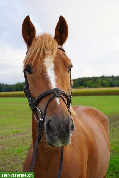 Sehr braver Freiberger Wallach, 4-jährig