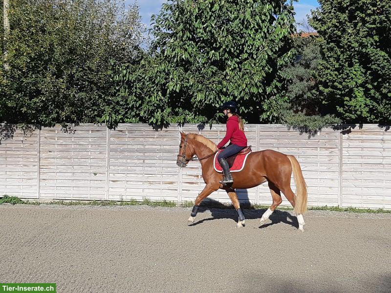Bild 2: Sehr braver Freiberger Wallach, 4-jährig