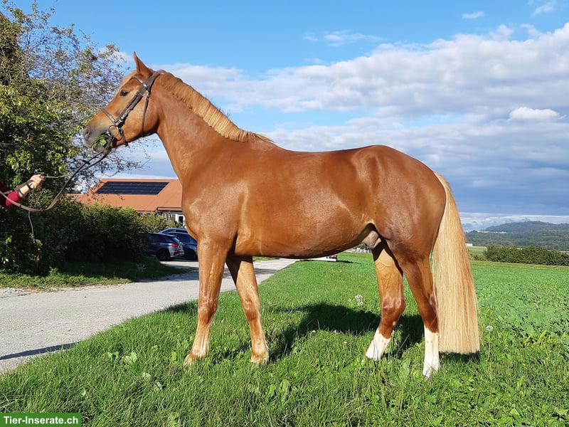 Bild 3: Sehr braver Freiberger Wallach, 4-jährig