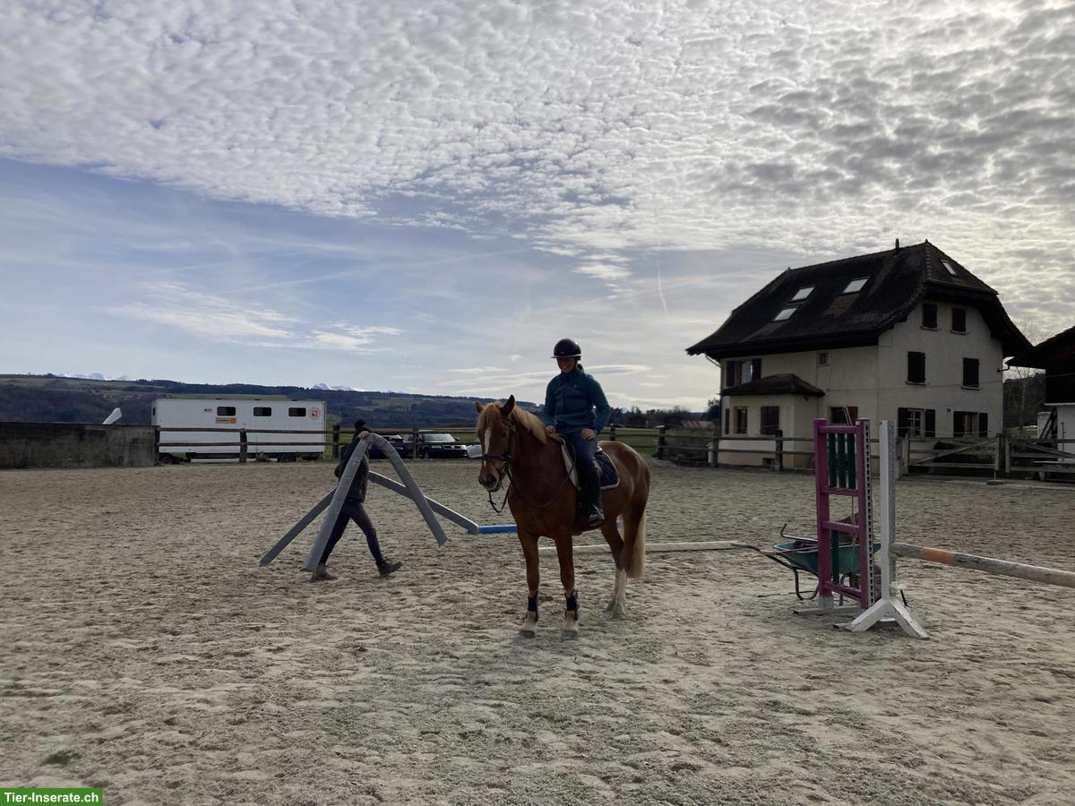 Bild 4: Sehr braver Freiberger Wallach, 4-jährig