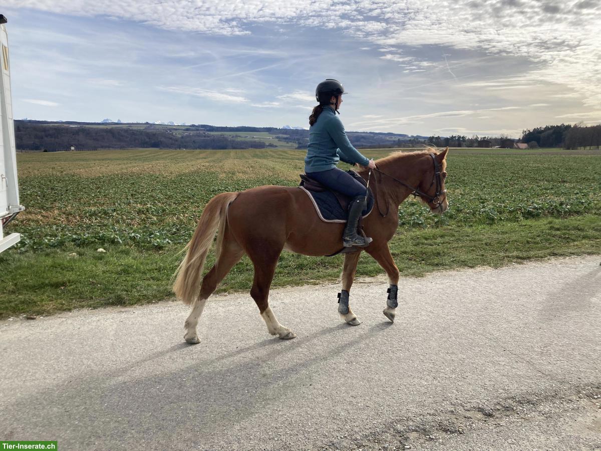 Bild 5: Sehr braver Freiberger Wallach, 4-jährig