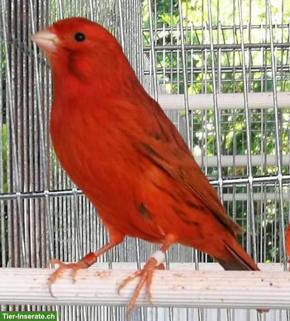 Kanarienvögel in verschiedenen Mutationen