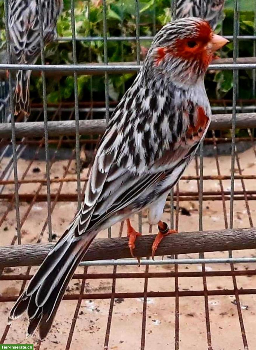 Bild 2: Kanarienvögel in verschiedenen Mutationen