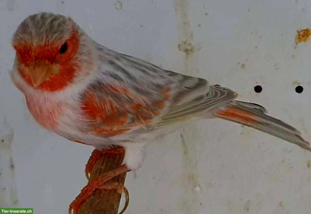 Bild 3: Kanarienvögel in verschiedenen Mutationen