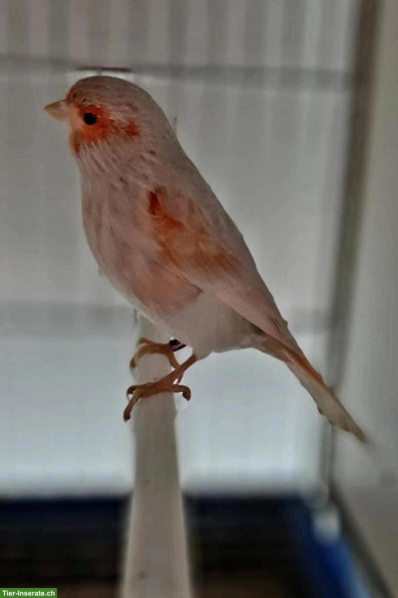 Bild 4: Kanarienvögel in verschiedenen Mutationen