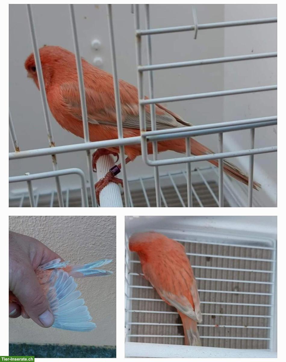 Bild 5: Kanarienvögel in verschiedenen Mutationen