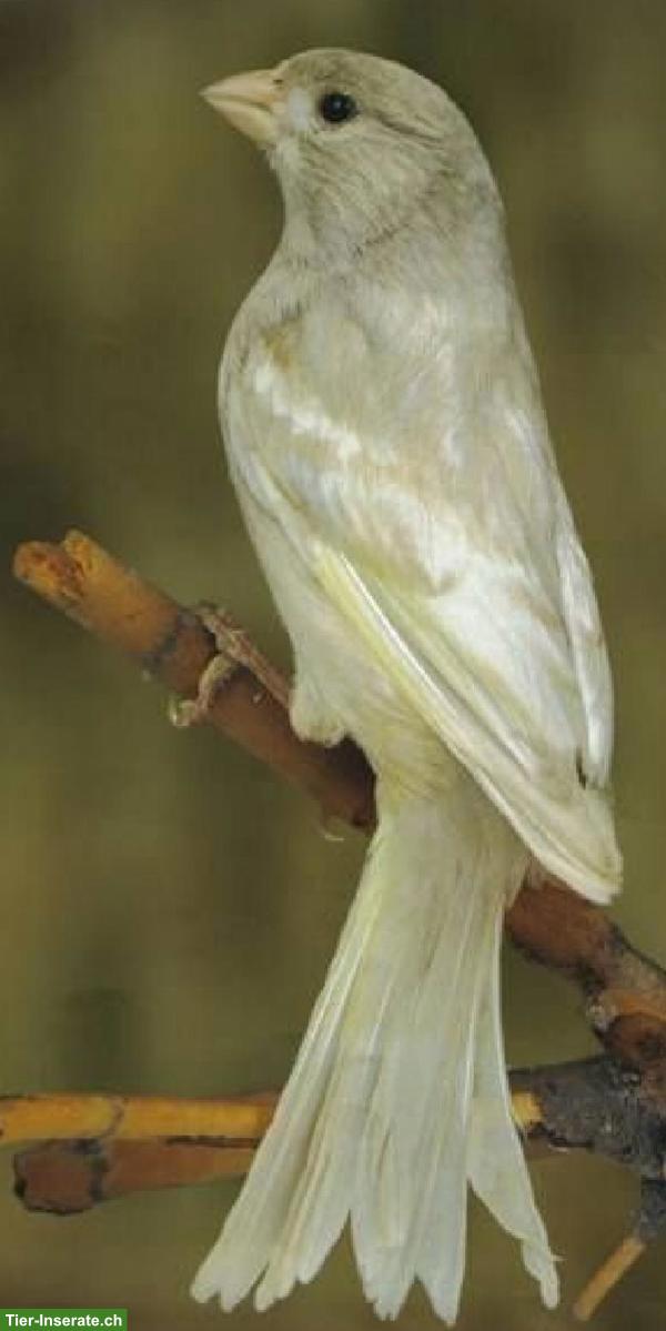 Bild 6: Kanarienvögel in verschiedenen Mutationen