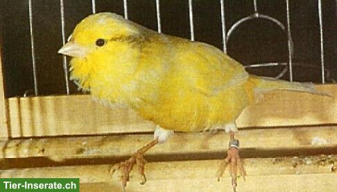 Bild 8: Kanarienvögel in verschiedenen Mutationen