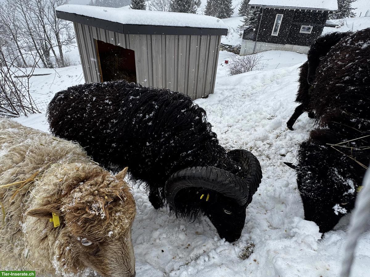 Bild 2: Ouessant Zuchtbock zu verkaufen