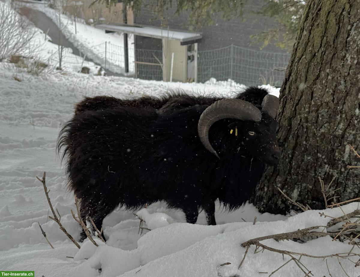 Bild 3: Ouessant Zuchtbock zu verkaufen