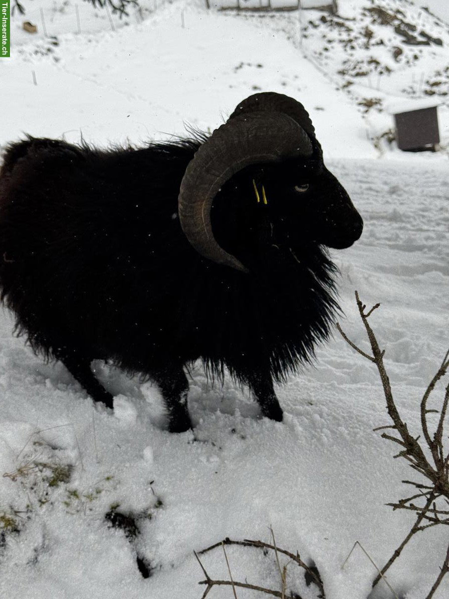 Bild 4: Ouessant Zuchtbock zu verkaufen