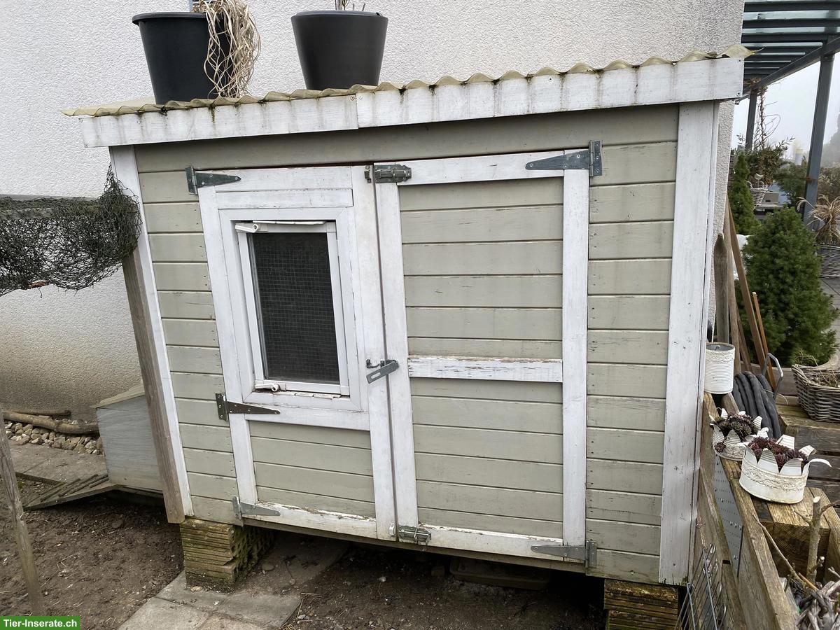 Bild 2: 4 Zwerg-Seidenhühner mit Stall abzugeben