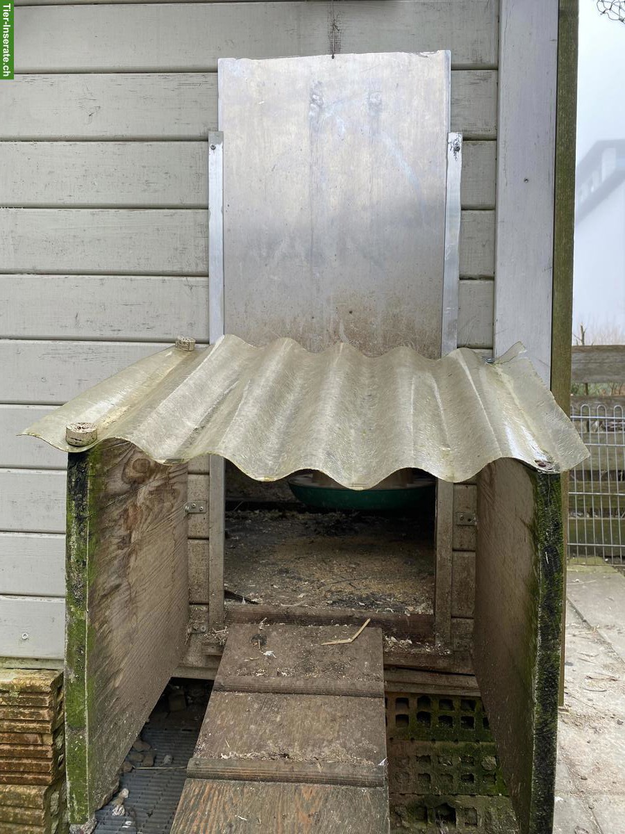 Bild 3: 4 Zwerg-Seidenhühner mit Stall abzugeben